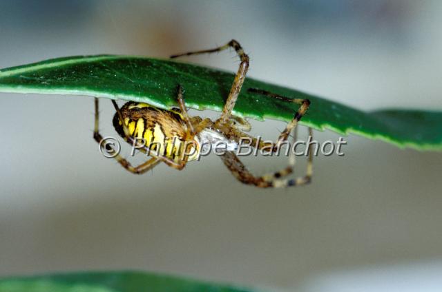 argiope bruennichi.JPG - Argiope bruennichiArgiope fasciée, Argiope frelon ou Epeire fasciée Wasp spiderAraneae, AraneidaeFrance